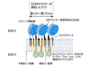 京大とJST、細胞膜上の「ラフト」領域の構造とシグナル伝達の仕組みを解明