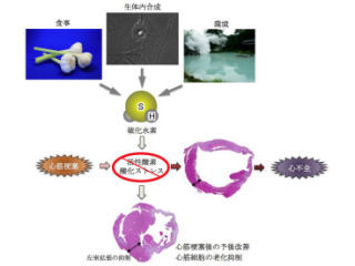 温泉に入ってニンニクを食べれば心臓の老化を防げる!? - 九大らが発見