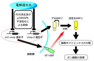 電解還元水の日常的な飲用はがんを抑制できる可能性がある - 九大が確認