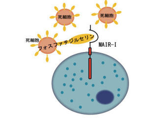 JSTと筑波大、「敗血症」の予防や治療につながる新しい手法の開発に成功