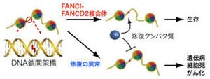 早大など、がん抑制タンパク質複合体「FANCI-FANCD2複合体」の機能を解明