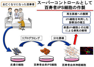 慶応大、105歳超の「百寿者iPS細胞」を作製して神経難病との比較が可能に