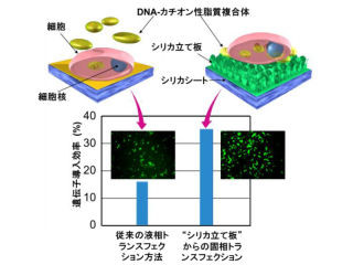 NIMS、動物細胞に遺伝子を従来よりも高効率かつ安全に導入できる技術を開発