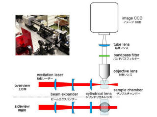 「光シート型ラマン顕微鏡」は蛍光標識不要の分子イメージング装置 - NIBB