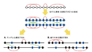 「全ゲノム重複」を経験した生物の遺伝子の消失パターンに偏り - 東北大