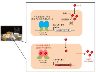 IMSなど、化合物「ヘム」の細胞内濃度調節タンパク質を原子レベルで特定