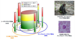 サルマラリア原虫をゲノム解読して三日熱マラリア原虫と比較 - 阪大など