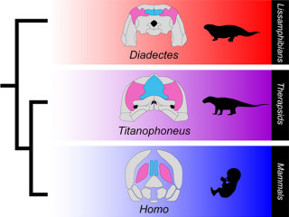 ほ乳類の「頭頂間骨」と「板骨」は失われていない - 京大、定説を覆す発見