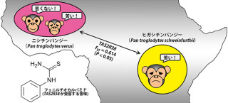 チンパンジーの苦味感覚は生息地域ごとに特異的な遺伝子が関係 - 京大