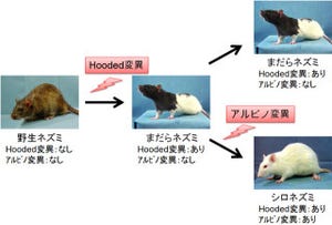 京大、実験用ラット「シロネズミ」と「まだらネズミ」はどちらが先かを解明
