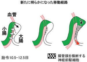 理研、大腸の「腸管神経系」の基となる細胞集団とその形成過程を解明