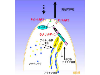 誕生直後の興奮性神経細胞は積極的に周囲を調べて脳内を移動する - 慶応大