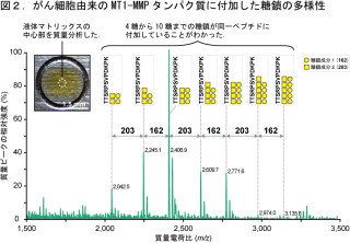 東大医科研、がん細胞関連タンパク質「MT1-MMP」の糖鎖修飾の様子を解明