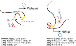 京大、動物胚の背側と腹側を区別して作る機構を解明