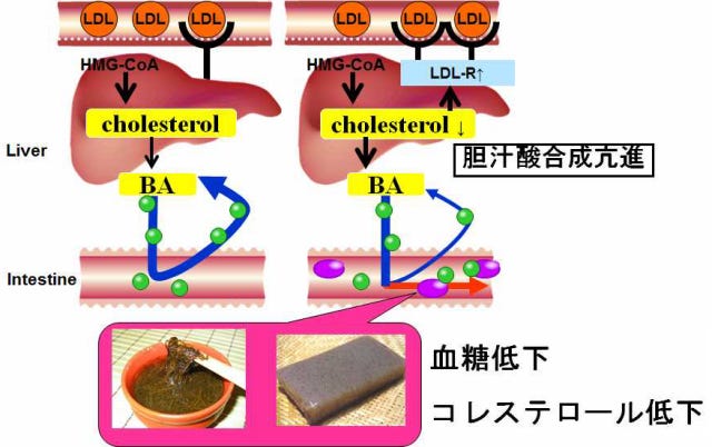 慶応大、「胆汁酸」を調節することで糖尿病やメタボを改善 ...