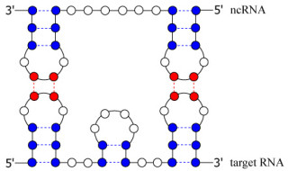 最大で4万倍の高速化 - NAISTなど、RNAの2次構造予測を行う新計算法を開発