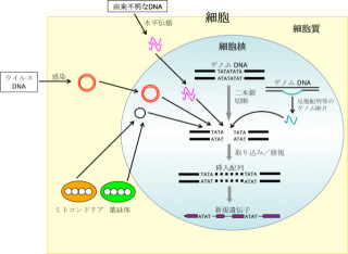 北大、イネが塩基のA-T配列の間に外来遺伝子を取り込んでいることを確認