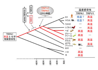 化学物質センサ「TRPA1チャネル」の機能は脊椎動物種間で多様 - NIPSなど