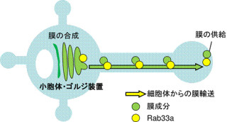 NAISTなど、神経細胞はタンパク質「Rab33a」で軸索を伸ばすことを解明