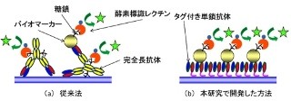 NEDO、高感度・低コストの抗体集積化チップを開発