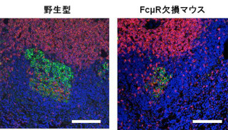 理研、初期の感染防御に必須であるIgM抗体の受容体「FcμR」の機能を解明