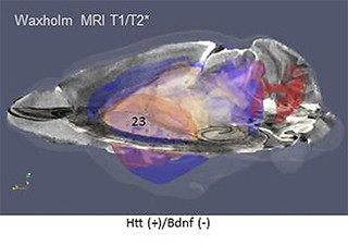 理研、網羅的な遺伝子発現情報を3次元空間に描き出す手法を開発