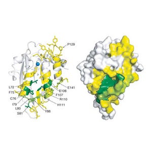 名大、エイズウイルスの増殖を制御するタンパク質の分子構造を決定