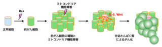 ミトコンドリアの機能低下が周辺組織のがん化を促進する - 神戸大など