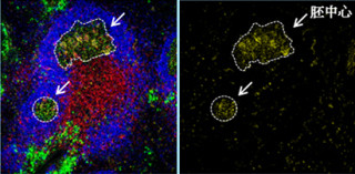 理研、2種類の「記憶Bリンパ球」がTリンパ球の助けで産生されることを解明