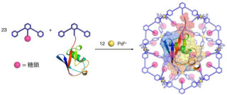 東大など、直径7nmのカプセルにタンパク質を1つ丸ごと閉じ込めることに成功