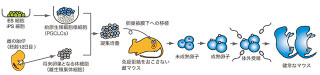 京大、マウスの雌由来のES/iPS細胞から卵子を作り子供を産み出すことに成功