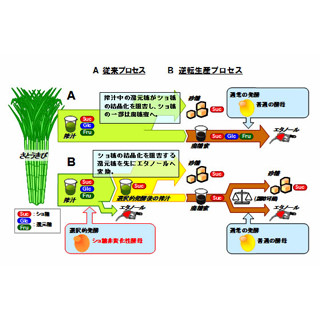 アサヒグループHDなど、砂糖収量を増やしたバイオエタノール生産技術を開発