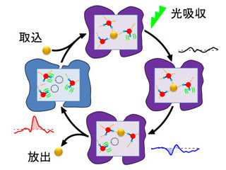 光駆動イオン輸送タンパク質では「ぶらぶら」した水分子が活躍 - IMS