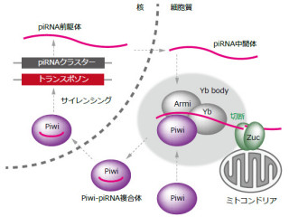 JSTと東大、トランスポゾンからゲノムを守るpiRNAの分子機構の一端を解明