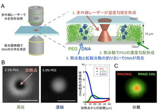 京大、熱泳動現象がDNAやRNAの折り畳み構造に応じて分離する仕組みを解明