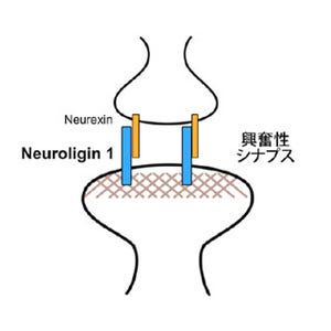 自閉症発症の関連分子が脳神経細胞シナプスを制御する仕組みを発見 - 東大