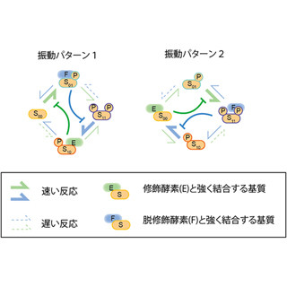 体内時計の乱れの治療に道 - 理研、自律振動子が作り出される仕組みを解明