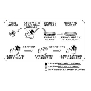 中外製薬、がん幹細胞の細胞株樹立に成功 - 新たながん治療薬の開発に期待