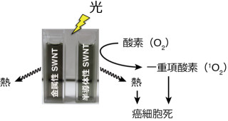 「単層カーボンナノチューブ」による活性酸素種ががんに効く - 京大が発見