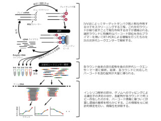 東大、次世代シーケンサとIVV法を組み合わせた「IVV-HITSeq法」を開発
