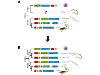 OIST、新口動物群が共通祖先から進化してきたことを示す科学的証拠を発見