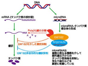 マイクロRNAの機能発揮にタンパク質「GW182」は必須ではなかった - 東大