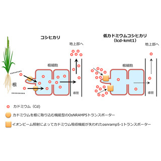 東大、コメにおけるカドミウム汚染をなくす変異遺伝子を発見