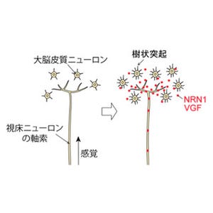 阪大、タンパク質が大脳皮質ニューロンの生存と樹状突起の成長を促すを発見