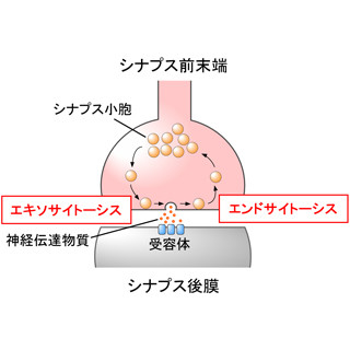 脳神経機能障害の解明に手がかり - OIST、伝達物質の補充速度の実測に成功