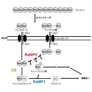 新規機能性オリゴ糖の高効率合成に期待 - 北大が新たな酵素を発見