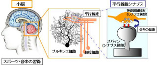 東大と慶応大、小脳のシナプス形成過程の可視化に成功