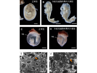 理研、多能性細胞の分化・増殖には遺伝子「Vps52」が重要であることを発見