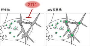 理研、植物の細胞成長を抑制する転写調節因子「GTL1」の機能を解明