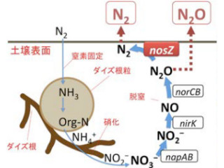 東北大など、温暖化とオゾン層破壊のN2Oを減らせる強化型「根粒菌」を開発